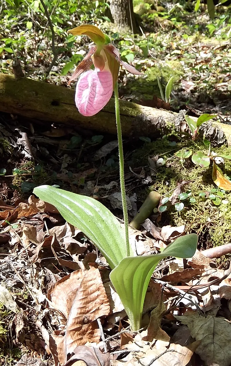 Lady's Slipper, Slipper Plant (Pedilanthus Macrocarpa) — Once established, it's drought-tolerant, requiring minimal care