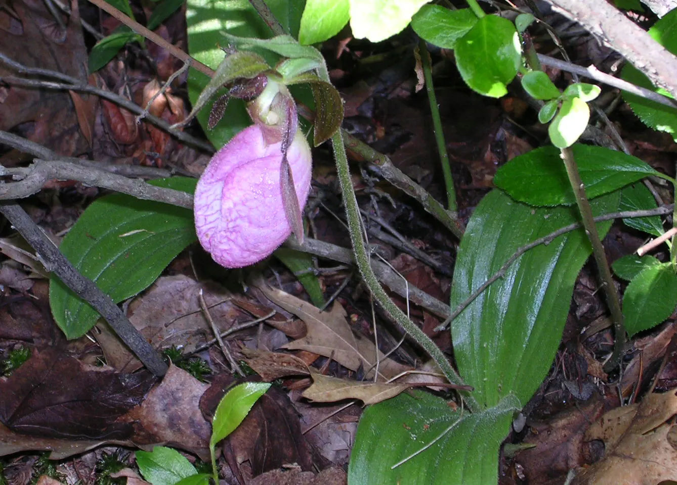 Lady's Slipper, Slipper Plant (Pedilanthus Macrocarpa) — and well-draining soil is imperative to prevent root rot