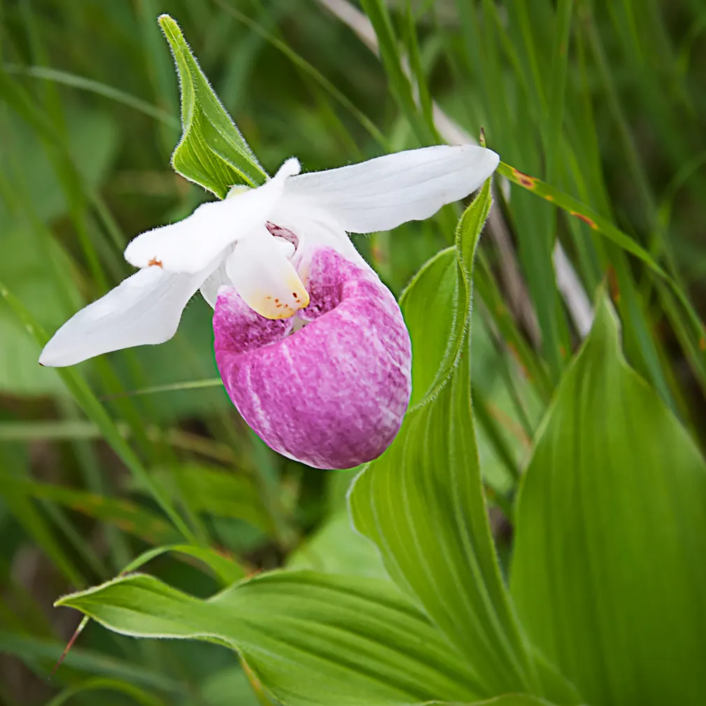 Lady's Slipper, Slipper Plant (Pedilanthus Macrocarpa) — providing a striking vertical element in garden compositions