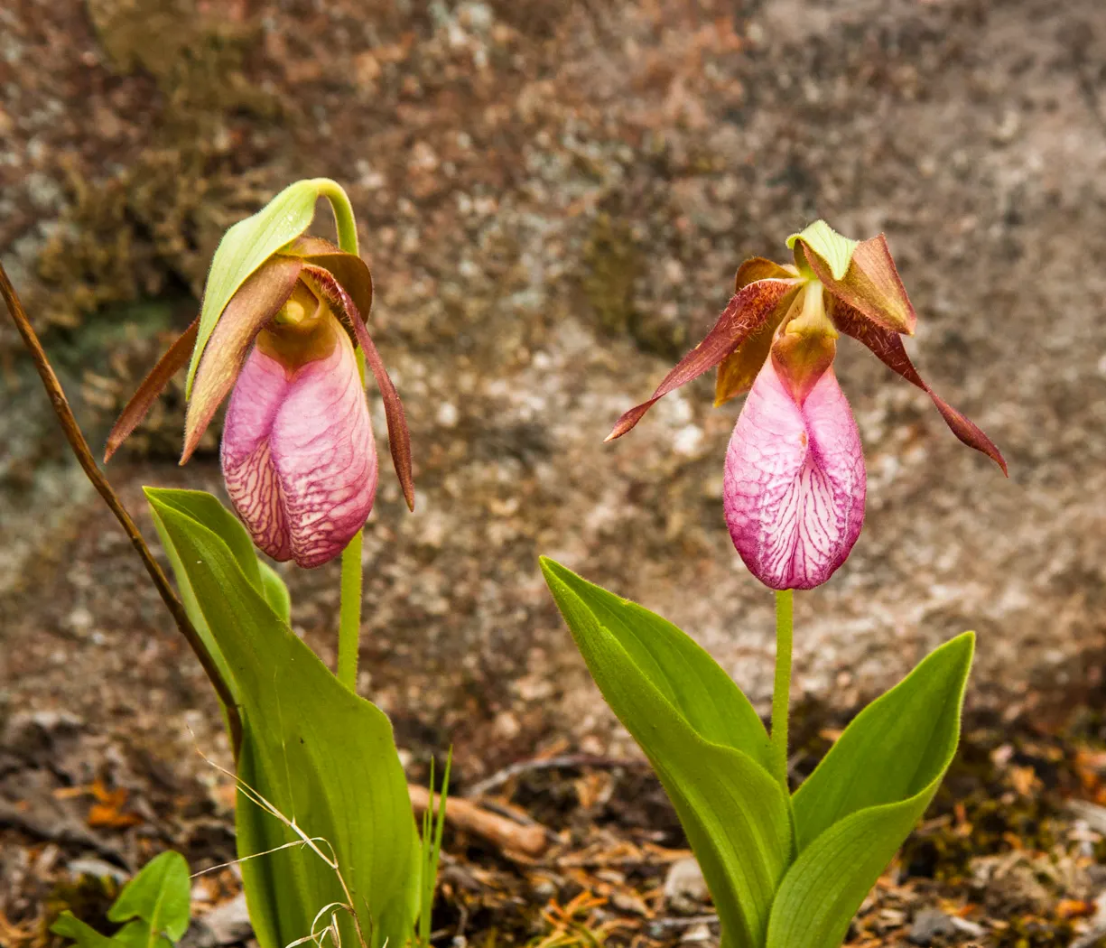 Lady's Slipper, Slipper Plant (Pedilanthus Macrocarpa) — succulent with orange and red blooms