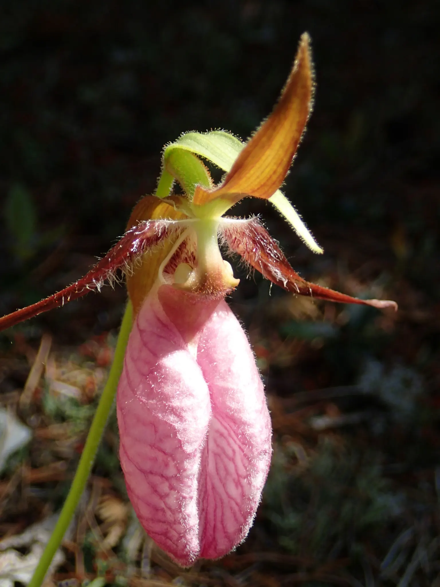 Lady's Slipper, Slipper Plant (Pedilanthus Macrocarpa) — Thriving in USDA zones 9-11, it prefers full sun to partial shade and well-draining soil, image 57