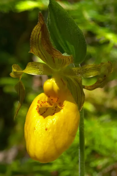 Lady's Slipper, Slipper Plant (Pedilanthus Macrocarpa) — it requires a position in full sun; water requirements are minimal