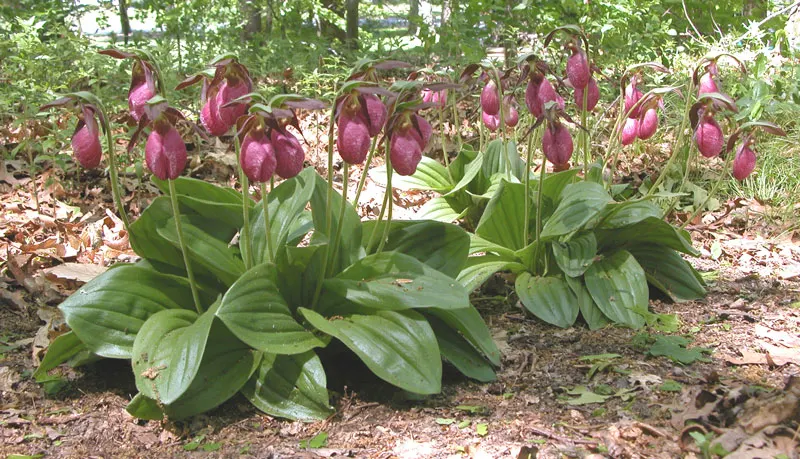 Lady's Slipper, Slipper Plant (Pedilanthus Macrocarpa) — particularly those with a xeriscape approach or a desire for a touch of the exotic; the Lady's Slipper