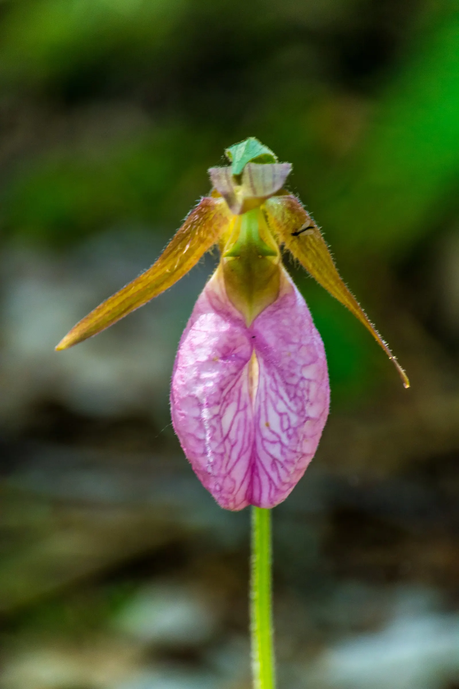Lady's Slipper, Slipper Plant (Pedilanthus Macrocarpa) — Water requirements are minimal; leaving the attractive stems to command visual interest, image 76
