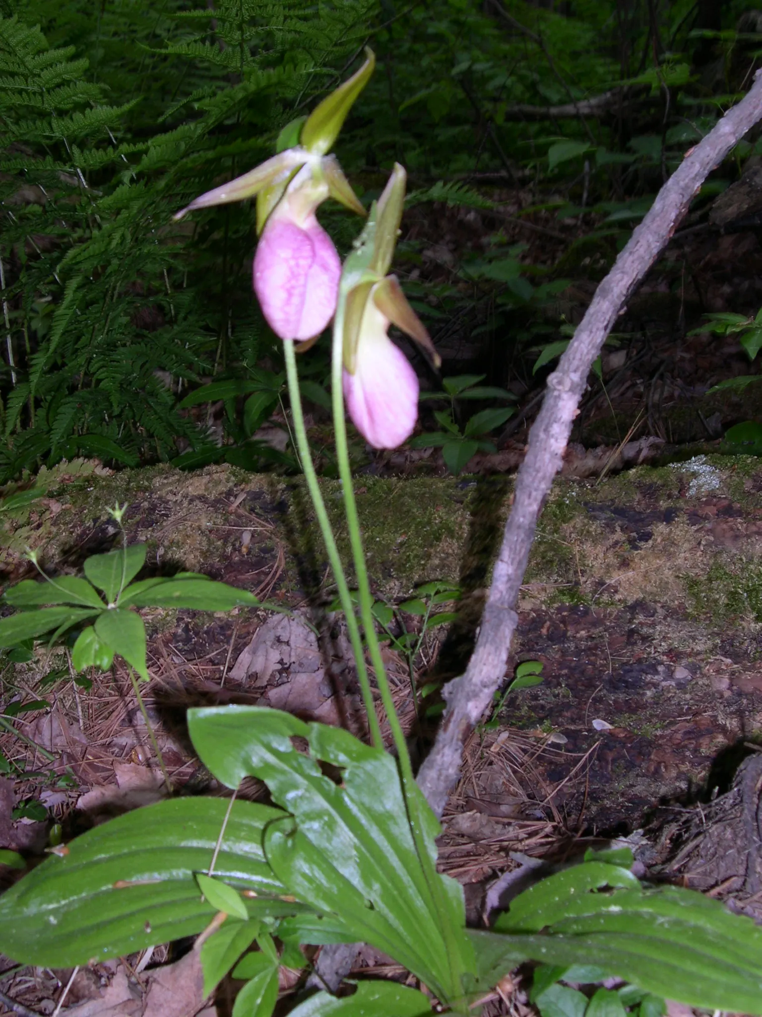 Lady's Slipper, Slipper Plant (Pedilanthus Macrocarpa) — The Lady's Slipper or Slipper Plant; zig-zagging stems that possess a rich green hue, image 87