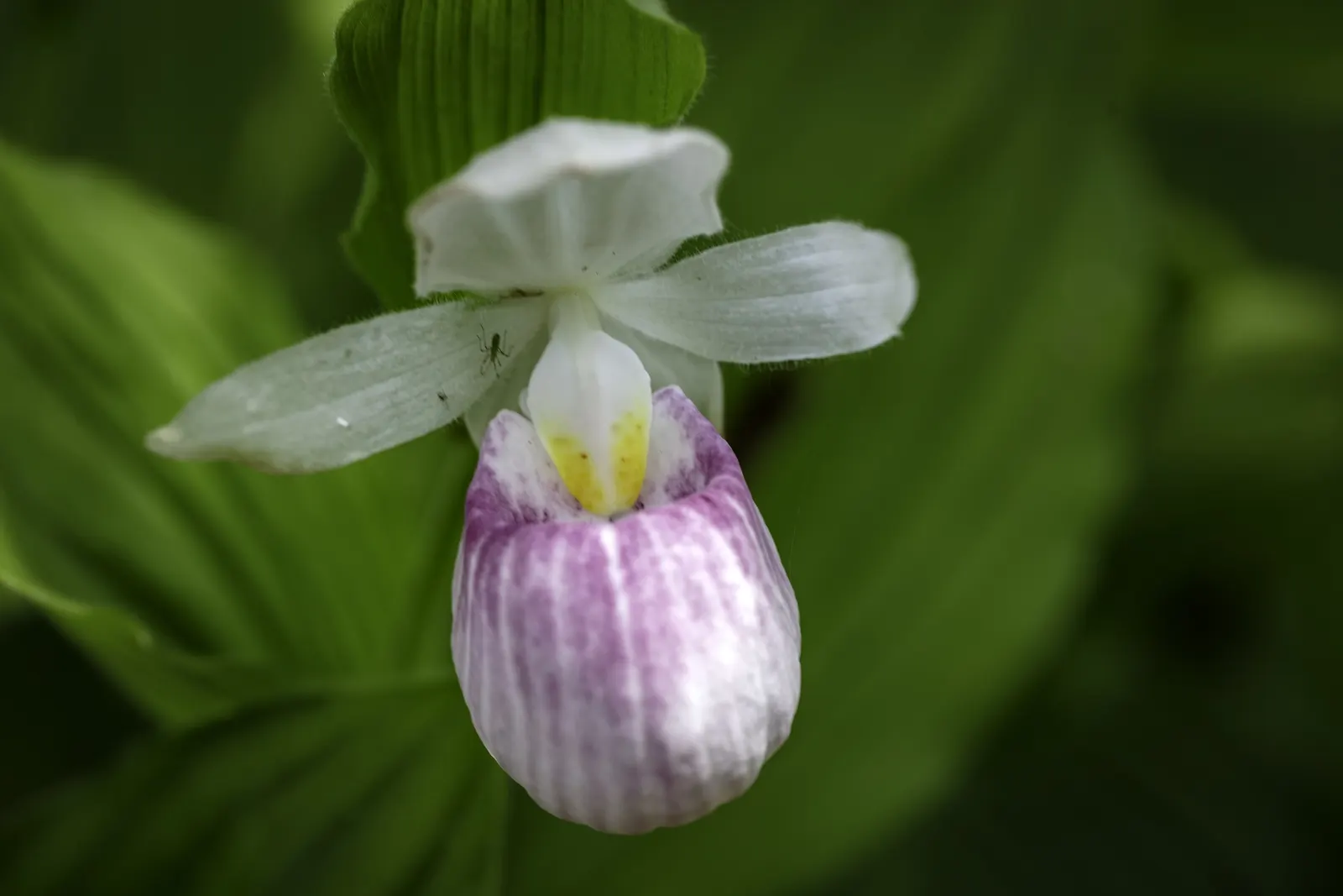 Lady's Slipper, Slipper Plant (Pedilanthus Macrocarpa) — small leaves that typically drop in the hot season to conserve water; hardiness is up to USDA Zone 9