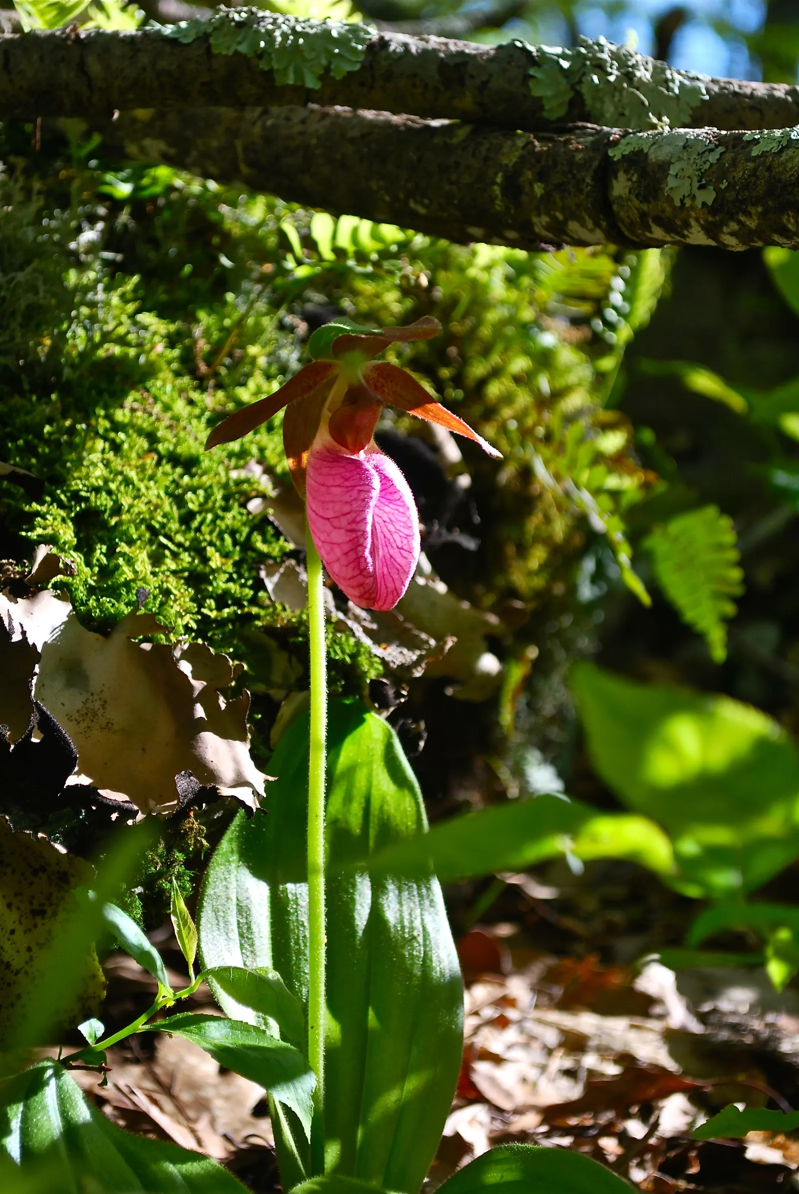 Lady's Slipper, Slipper Plant (Pedilanthus Macrocarpa) — Thriving in USDA zones 9-11, it prefers full sun to partial shade and well-draining soil, image 84