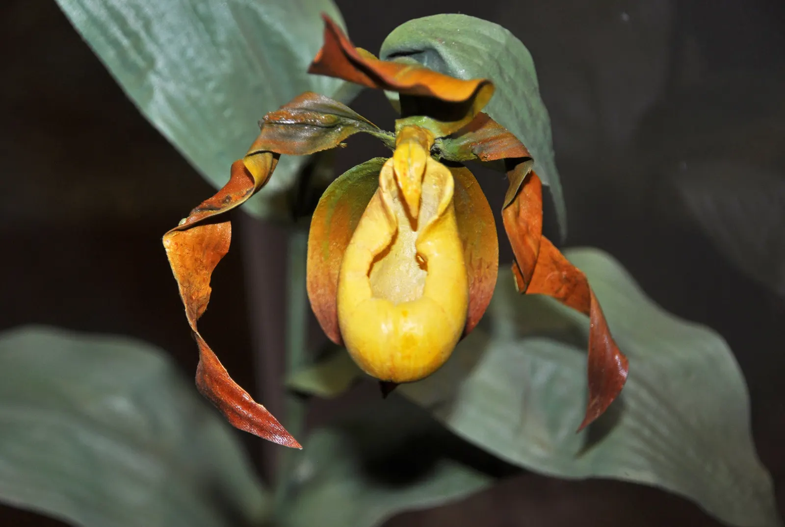 Lady's Slipper, Slipper Plant (Pedilanthus Macrocarpa) — leaving the attractive stems to command visual interest year-round.<br><br>In late spring, image 70