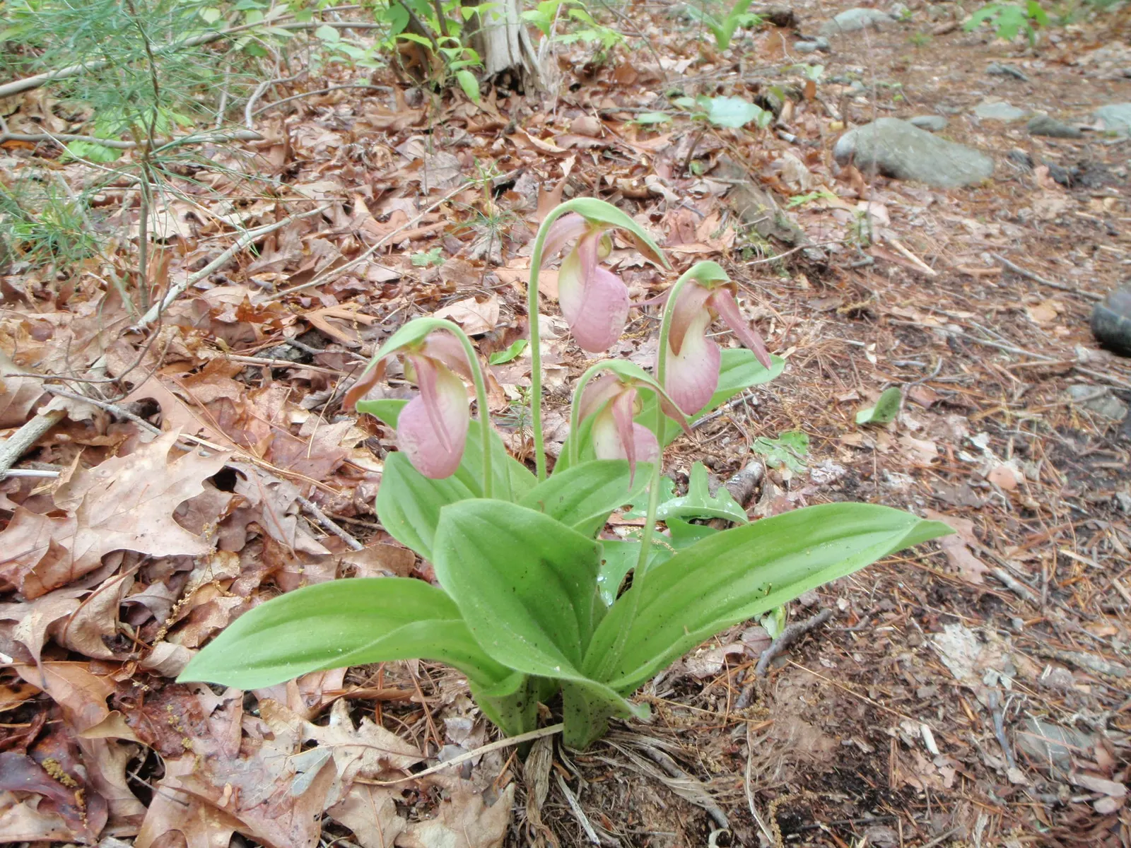 Lady's Slipper, Slipper Plant (Pedilanthus Macrocarpa) — Its curved, slipper-shaped green pods and red flowers add exotic flair; the Slipper Plant, image 83