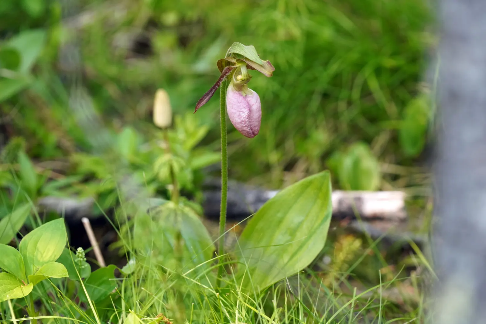 Lady's Slipper, Slipper Plant (Pedilanthus Macrocarpa) — These stems contain sparse