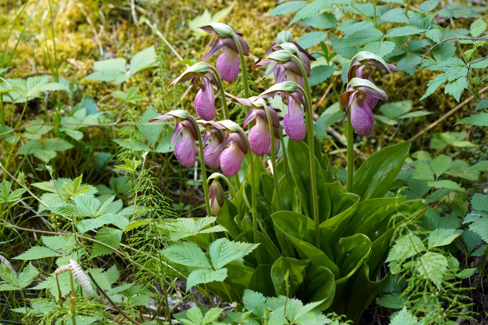 Lady's Slipper, Slipper Plant (Pedilanthus Macrocarpa) — Water requirements are minimal