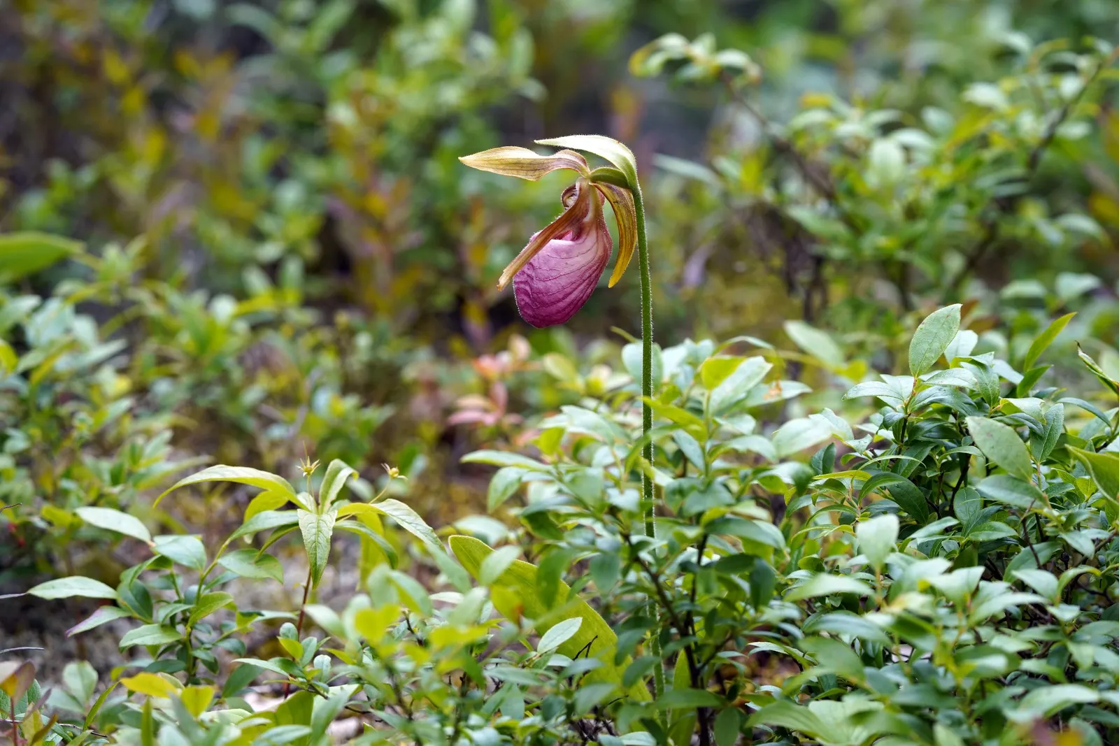 Lady's Slipper, Slipper Plant (Pedilanthus Macrocarpa) — the Pedilanthus macrocarpa is an excellent choice for creating a focal point in a, image 78