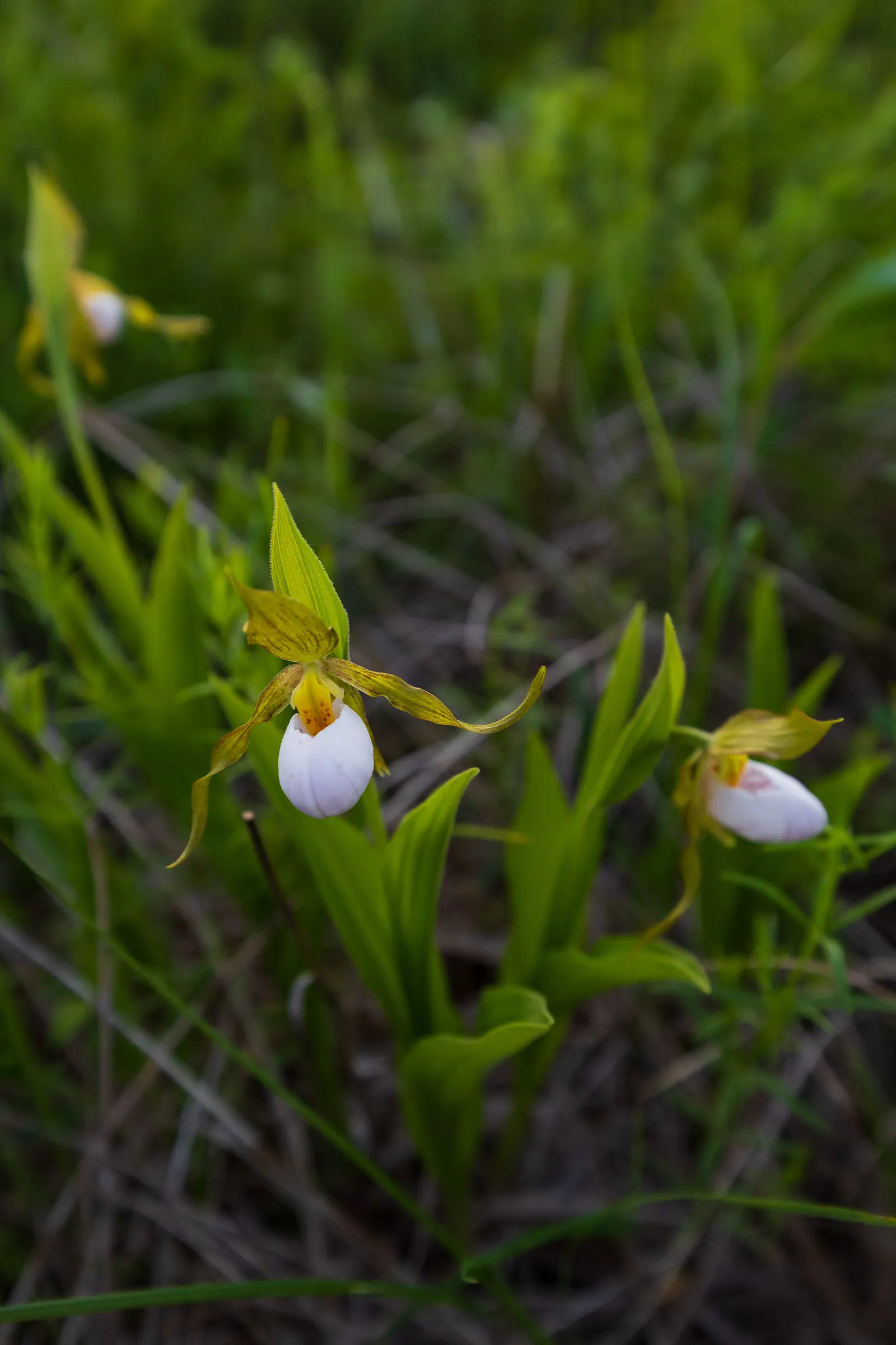 Lady's Slipper, Slipper Plant (Pedilanthus Macrocarpa) — particularly those with a xeriscape approach or a desire for a touch of the exotic