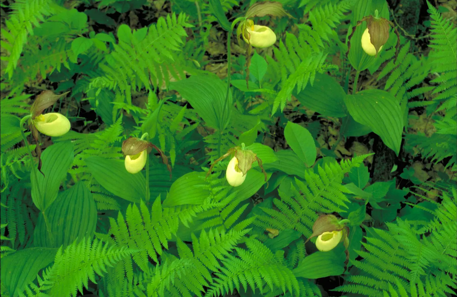 Lady's Slipper, Slipper Plant (Pedilanthus Macrocarpa) — the Slipper Plant forms pencil-like