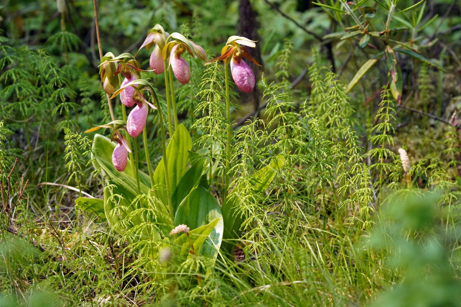 Lady's Slipper, Slipper Plant (Pedilanthus Macrocarpa) — zig-zagging stems that possess a rich green hue; succulent for full or half, image 93