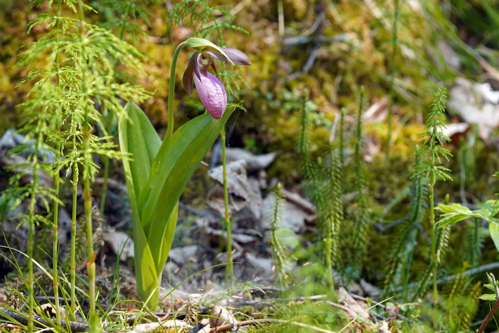Lady's Slipper, Slipper Plant (Pedilanthus Macrocarpa) — it requires a position in full sun; water requirements are minimal, image 73
