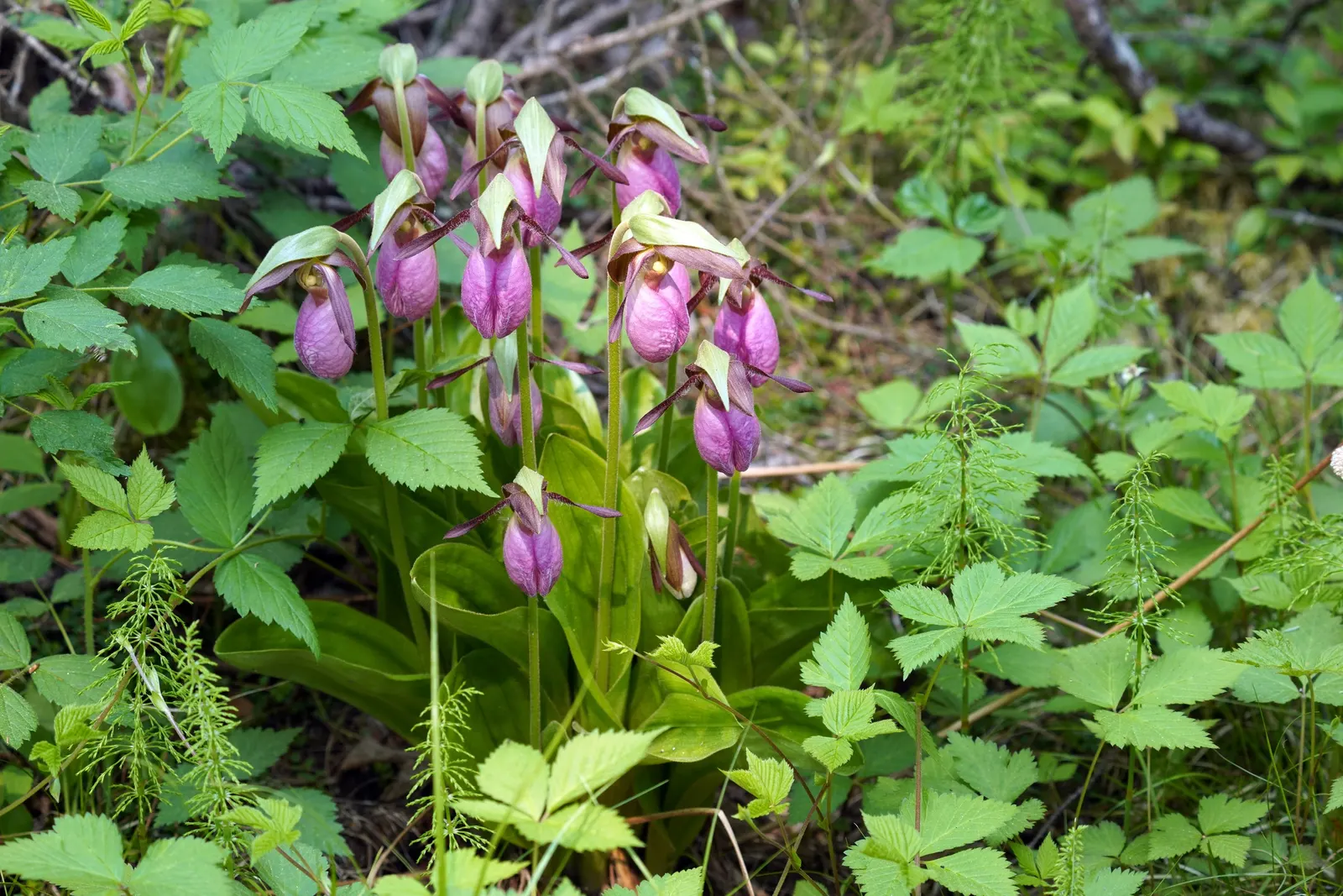 Lady's Slipper, Slipper Plant (Pedilanthus Macrocarpa) — Thriving in USDA zones 9-11, it prefers full sun to partial shade and well-draining soil