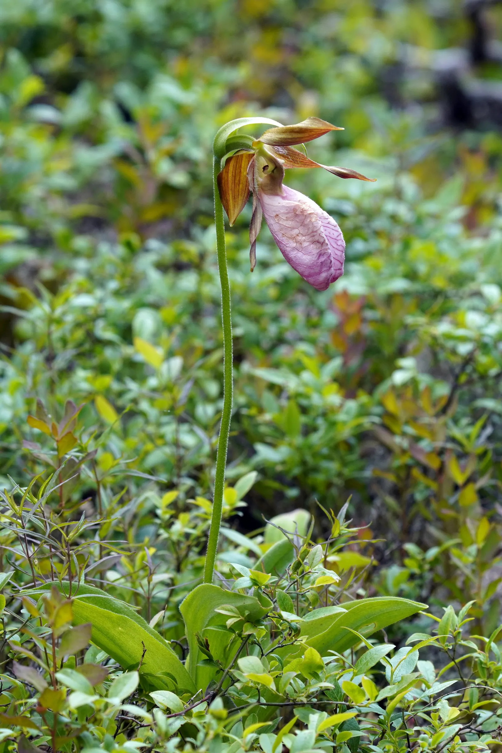 Lady's Slipper, Slipper Plant (Pedilanthus Macrocarpa) — These stems contain sparse, image 68