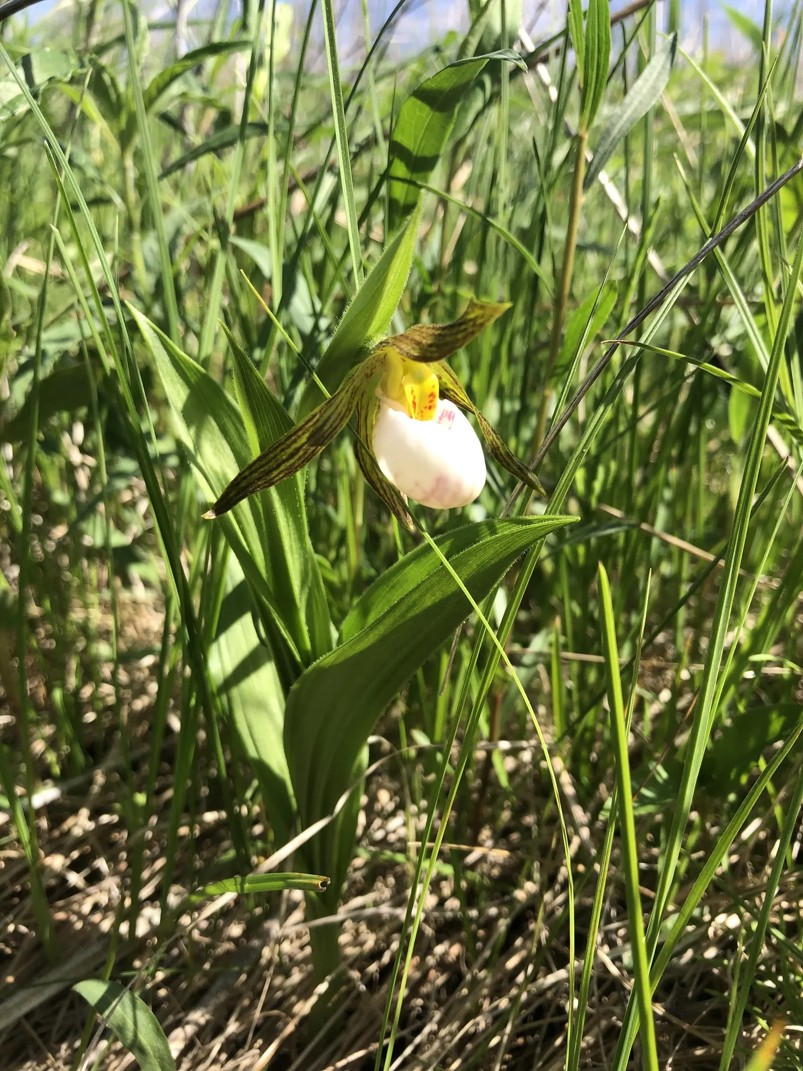 Lady's Slipper, Slipper Plant (Pedilanthus Macrocarpa) — zig-zagging stems that possess a rich green hue; succulent for full or half, image 66