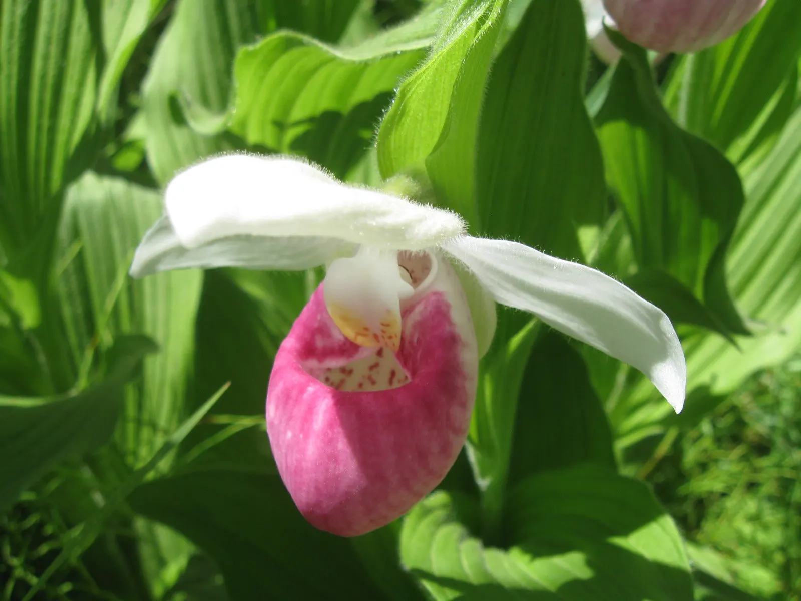 Lady's Slipper, Slipper Plant (Pedilanthus Macrocarpa) — the Slipper Plant forms pencil-like; and well-draining soil is imperative to prevent root rot