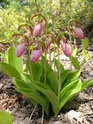 Lady's Slipper, Slipper Plant (Pedilanthus Macrocarpa) — The Lady's Slipper (Pedilanthus macrocarpa) is a unique perennial succulent, reaching up to 3-4 feet