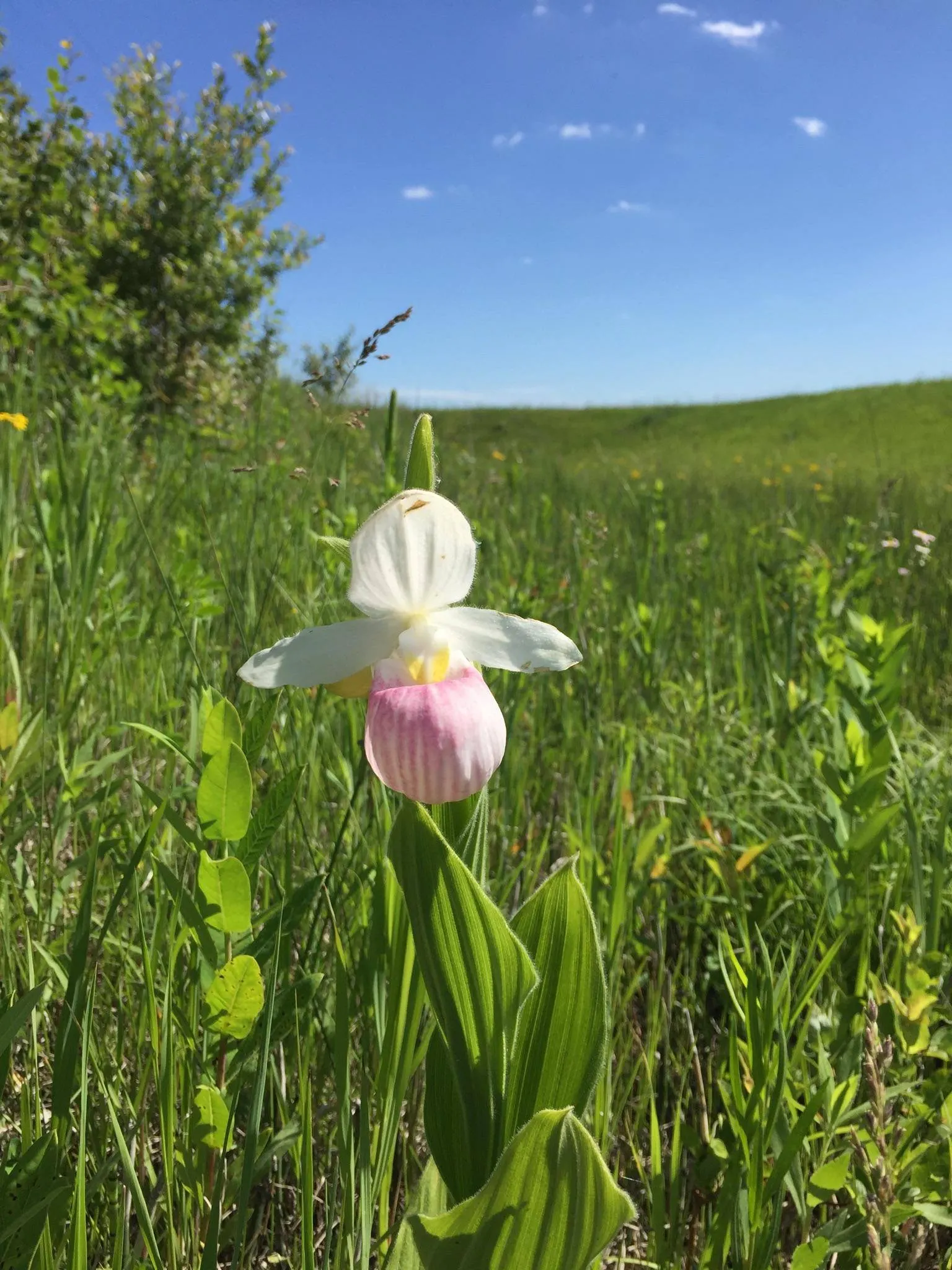 Lady's Slipper, Slipper Plant (Pedilanthus Macrocarpa) — Native to the deserts of Mexico; providing a striking vertical element in garden, image 64