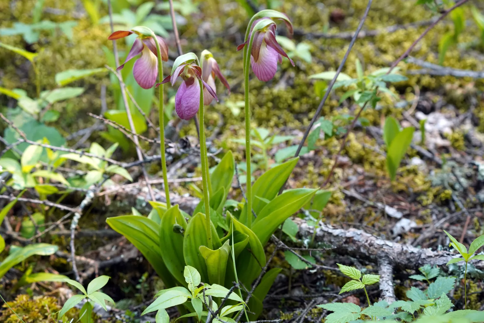 Lady's Slipper, Slipper Plant (Pedilanthus Macrocarpa) — slipper-shaped flowers at the tips of its stems; small leaves that typically drop in the hot season to