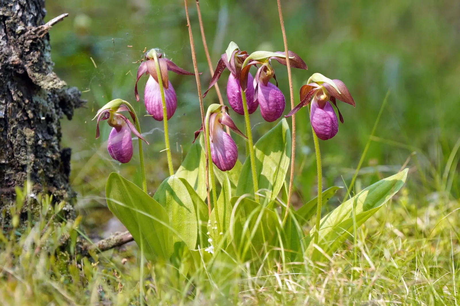 Lady's Slipper, Slipper Plant (Pedilanthus Macrocarpa) — succulent with orange and red blooms; the plant boasts unique red