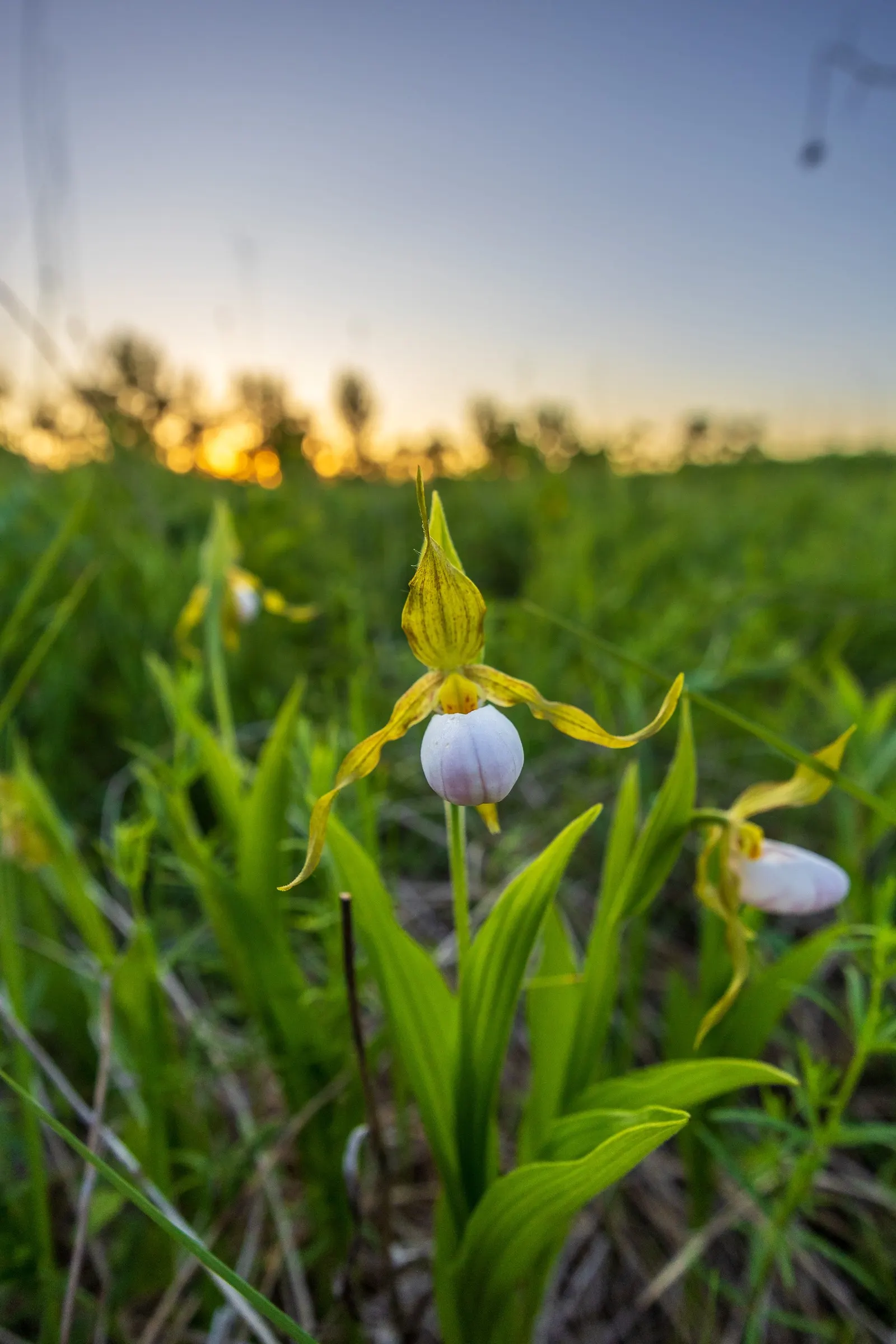 Lady's Slipper, Slipper Plant (Pedilanthus Macrocarpa) — Water requirements are minimal; leaving the attractive stems to command visual interest
