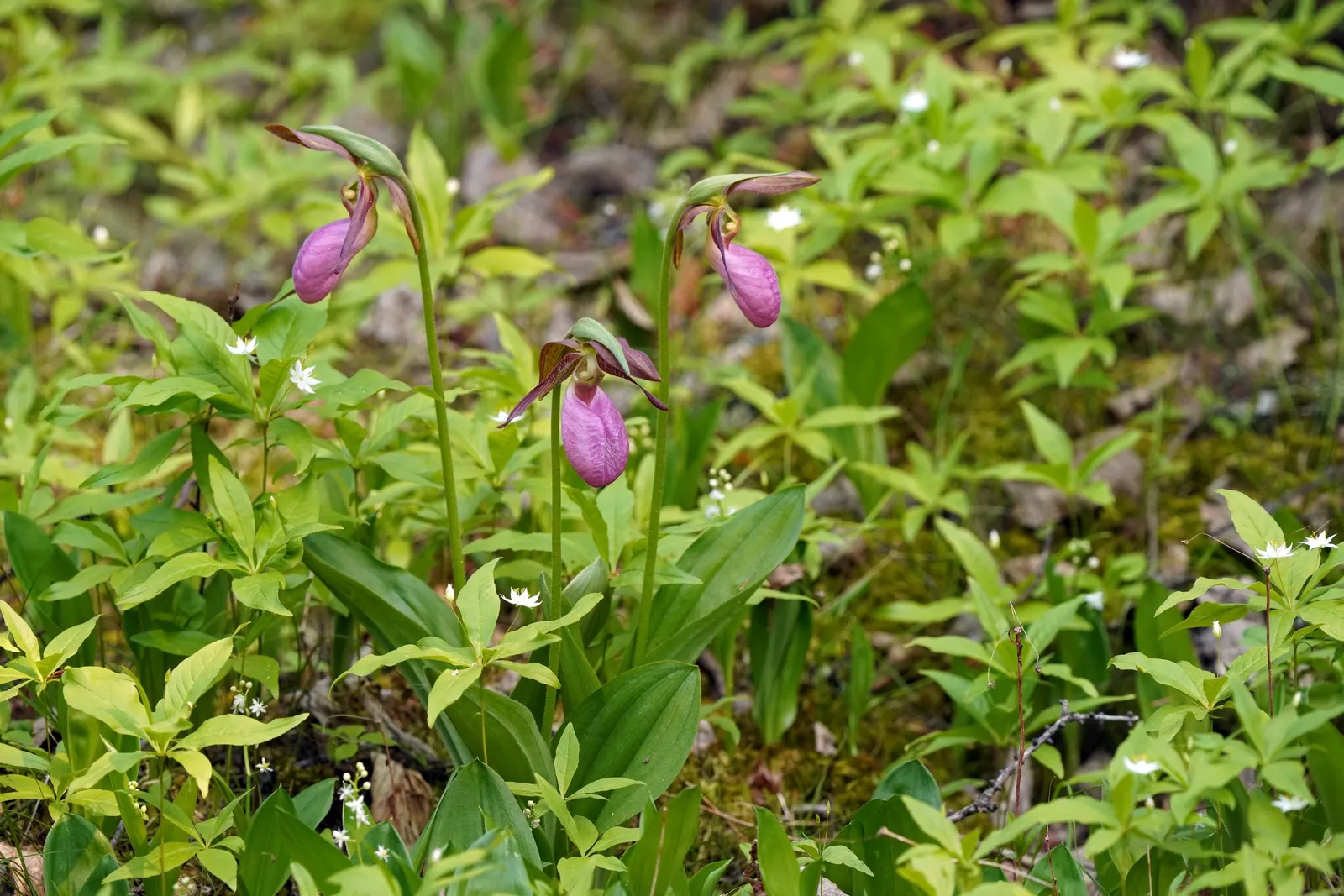 Lady's Slipper, Slipper Plant (Pedilanthus Macrocarpa) — The Lady's Slipper (Pedilanthus macrocarpa) is a unique perennial succulent, reaching up, image 82