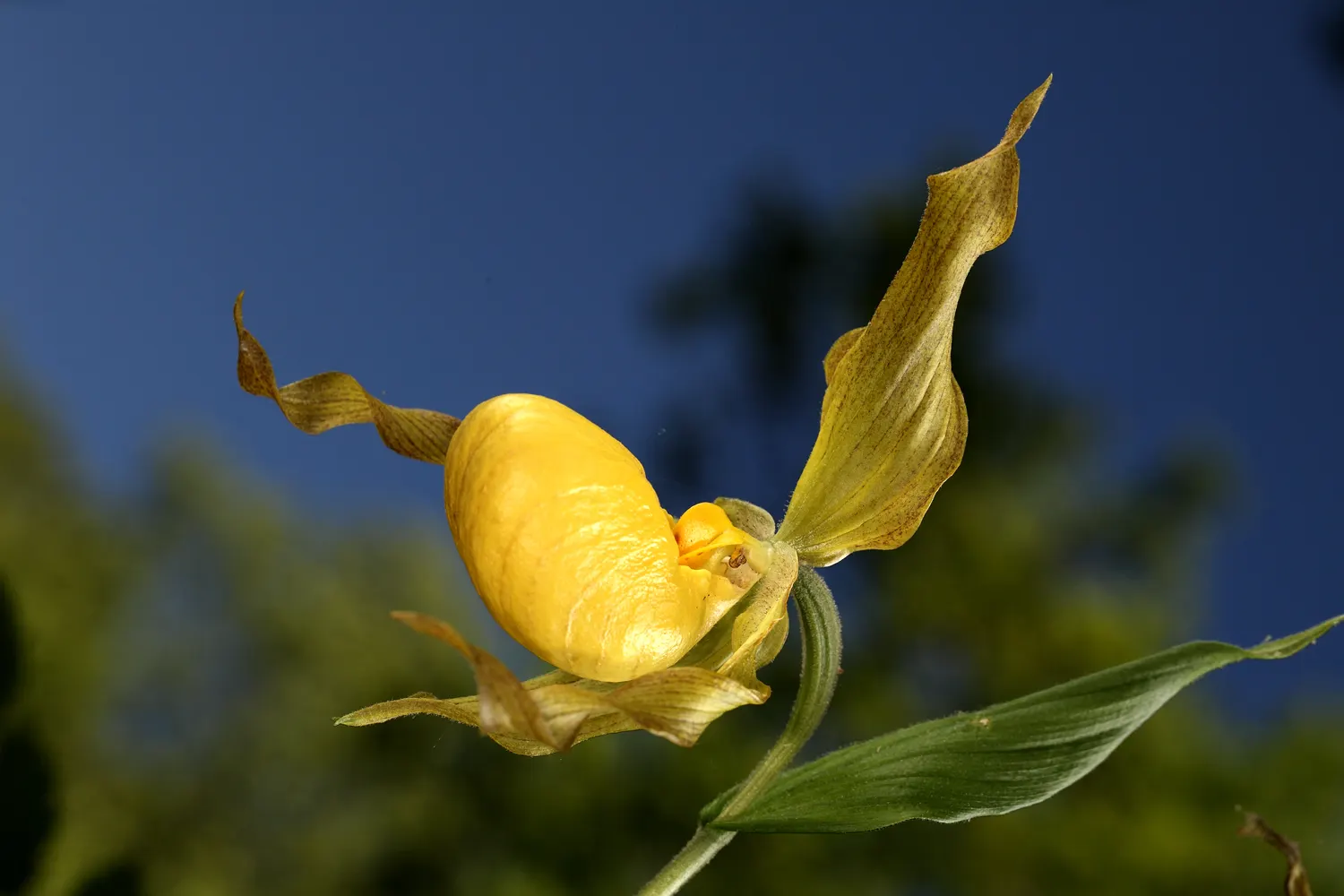 Lady's Slipper, Slipper Plant (Pedilanthus Macrocarpa) — Space plants 2-3 feet apart to create a striking visual impact in xeriscaped gardens, image 32