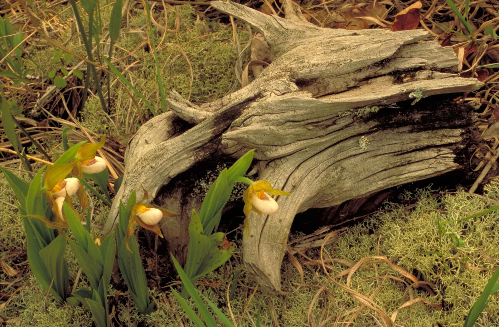 Lady's Slipper, Slipper Plant (Pedilanthus Macrocarpa) — slipper-shaped flowers at the tips of its stems