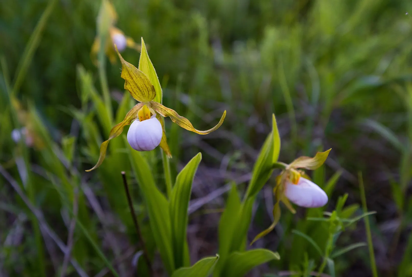 Lady's Slipper, Slipper Plant (Pedilanthus Macrocarpa) — scientifically known as Pedilanthus macrocarpa; it requires a position in full sun, image 61