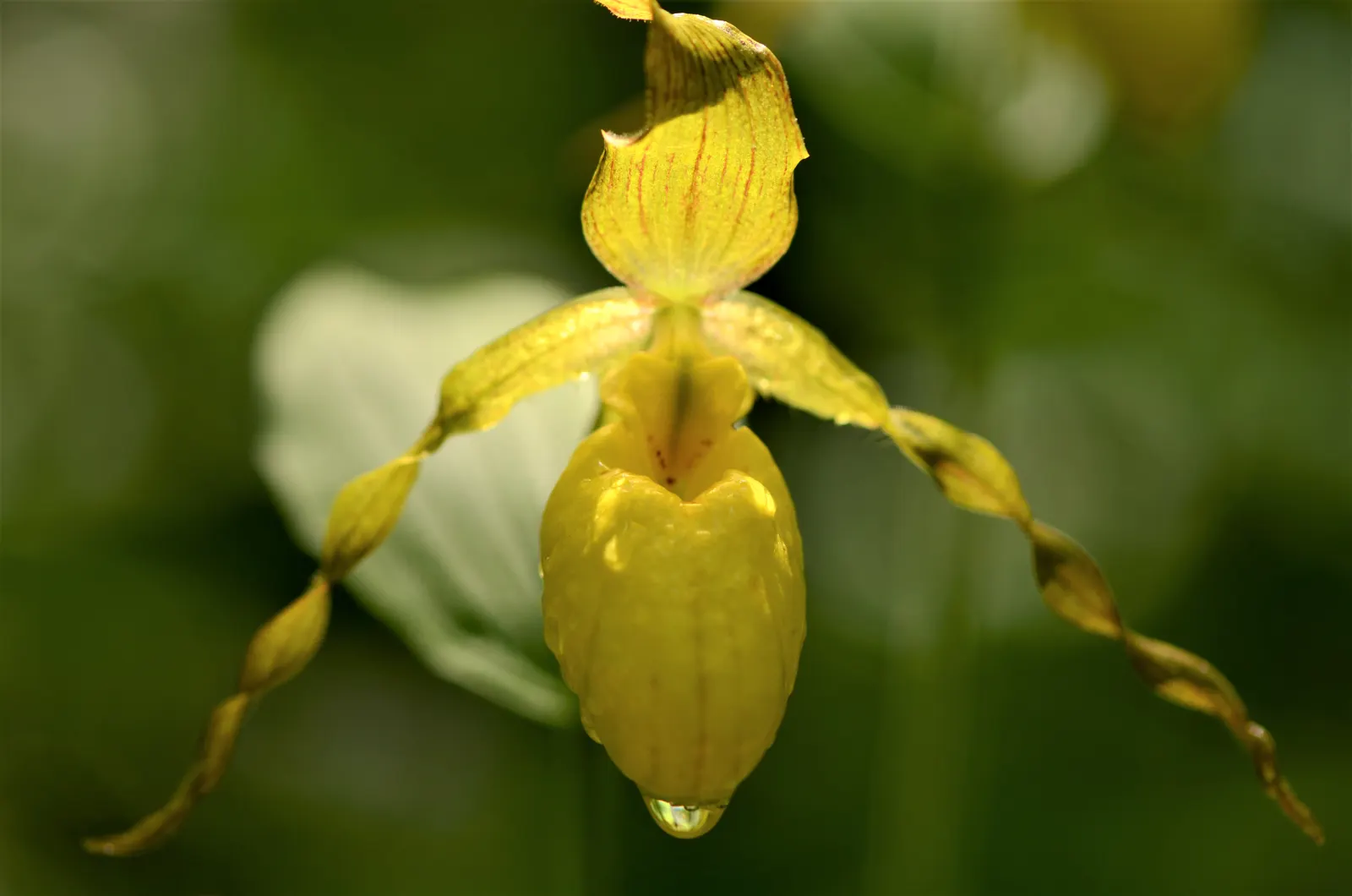 Lady's Slipper, Slipper Plant (Pedilanthus Macrocarpa) — Native to the deserts of Mexico
