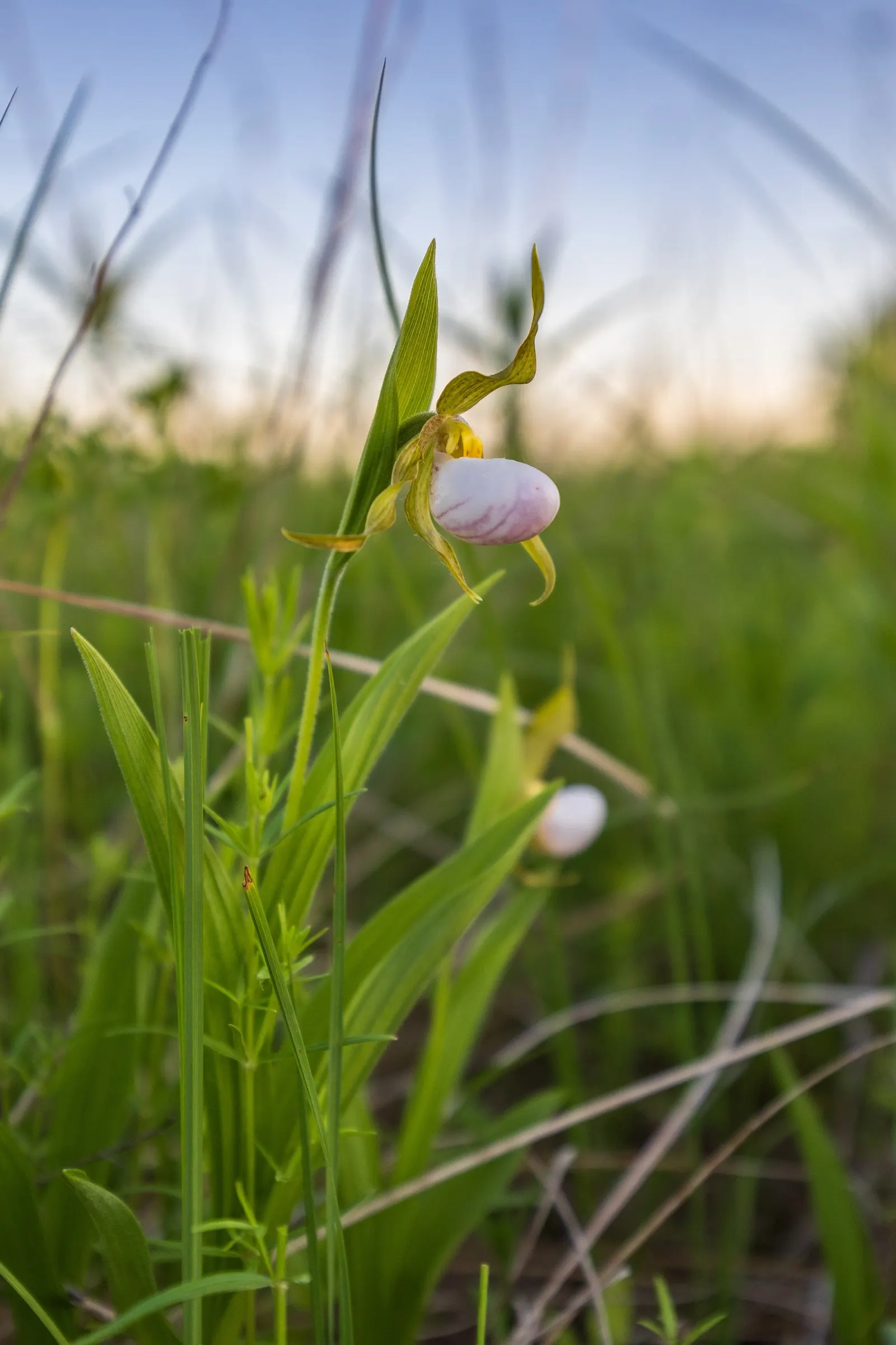 Lady's Slipper, Slipper Plant (Pedilanthus Macrocarpa) — orange and red flowers in the garden