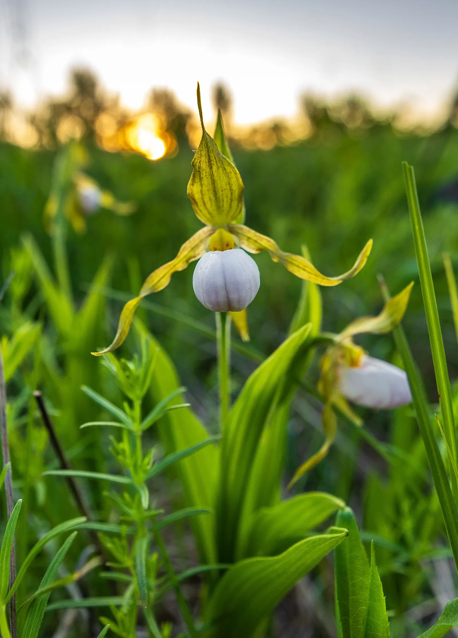 Lady's Slipper, Slipper Plant (Pedilanthus Macrocarpa) — Native to the deserts of Mexico; providing a striking vertical element in garden, image 91