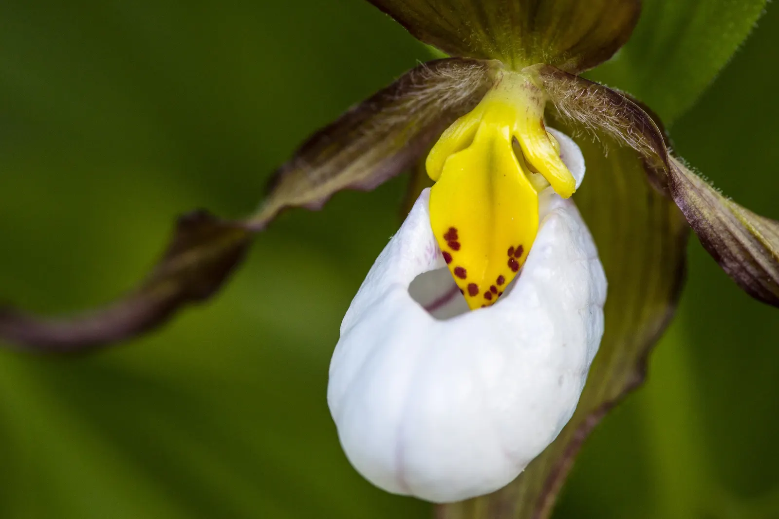 Lady's Slipper, Slipper Plant (Pedilanthus Macrocarpa) — and well-draining soil is imperative to prevent root rot; its curved, slipper-shaped green, image 74