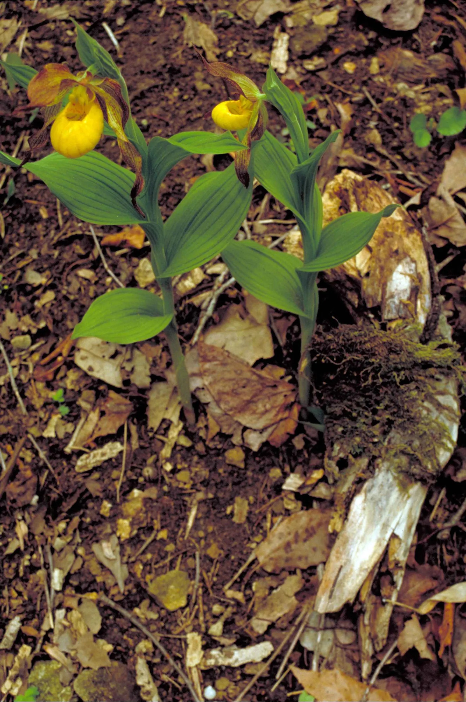 Lady's Slipper, Slipper Plant (Pedilanthus Macrocarpa) — slipper-shaped flowers at the tips of its stems; small leaves that typically drop in the, image 72
