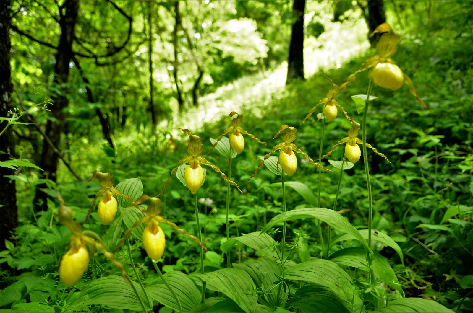 Lady's Slipper, Slipper Plant (Pedilanthus Macrocarpa) — Hardiness is up to USDA Zone 9, with temperatures not falling below 20&deg;F (-6.7&deg;C), image 48