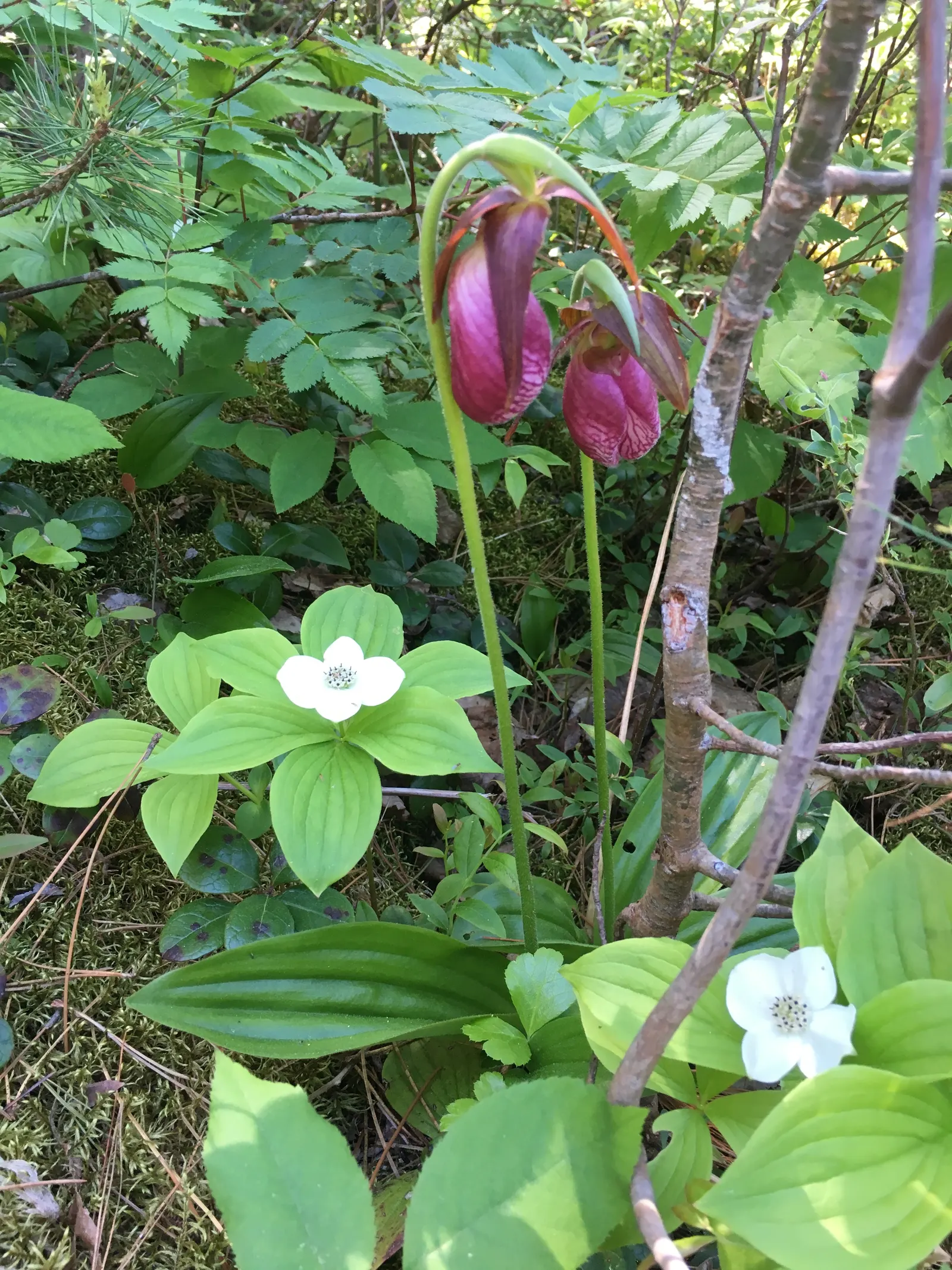 Lady's Slipper, Slipper Plant (Pedilanthus Macrocarpa) — Its curved, slipper-shaped green pods and red flowers add exotic flair; the Slipper Plant, image 56
