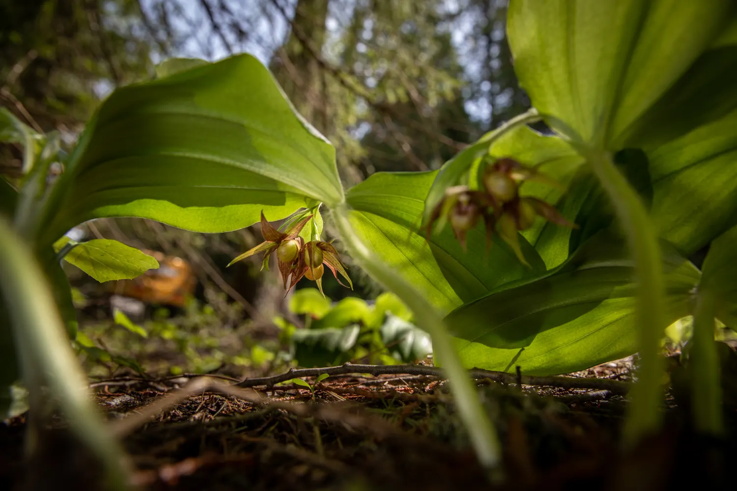 Lady's Slipper, Slipper Plant (Pedilanthus Macrocarpa) — Space plants 2-3 feet apart to create a striking visual impact in xeriscaped gardens, image 59
