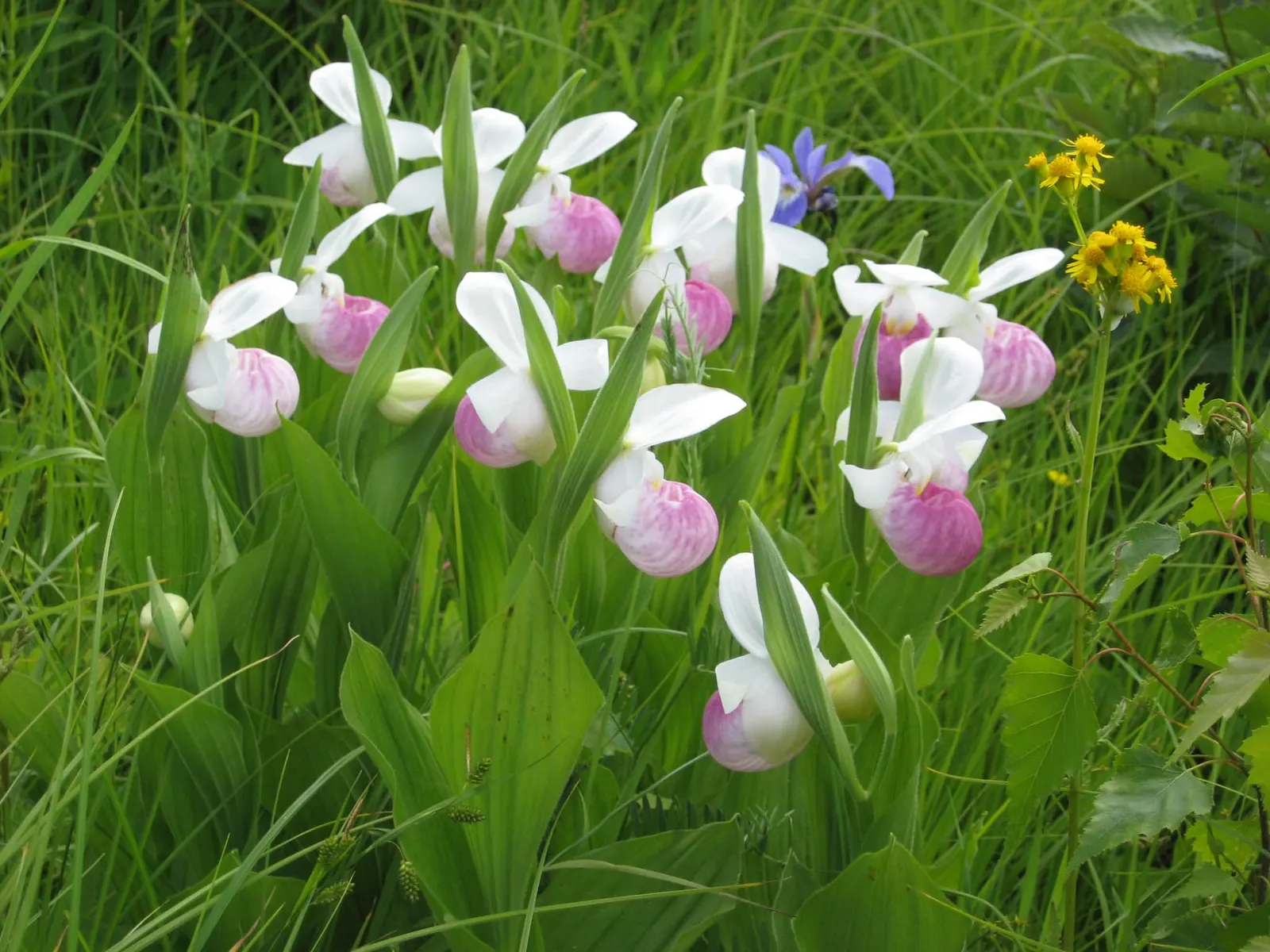 Lady's Slipper, Slipper Plant (Pedilanthus Macrocarpa) — succulent for full or half; the Pedilanthus macrocarpa is an excellent choice for creating a focal