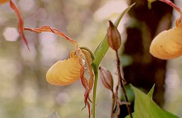 Lady's Slipper, Slipper Plant (Pedilanthus Macrocarpa) — small leaves that typically drop in the hot season to conserve water; hardiness is up to, image 96