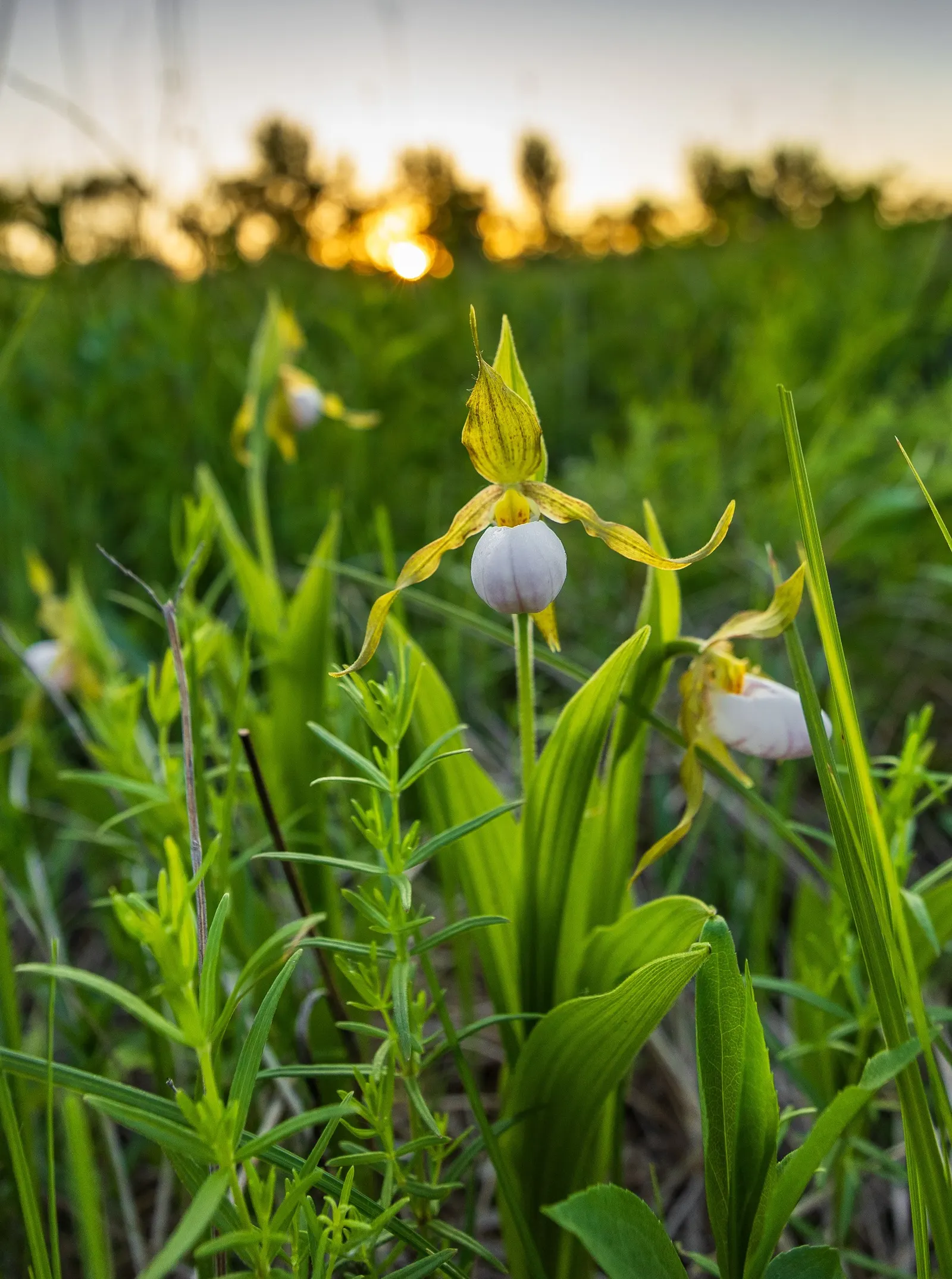Lady's Slipper, Slipper Plant (Pedilanthus Macrocarpa) — is a unique and eye-catching succulent that will make an impressive addition to any, image 35