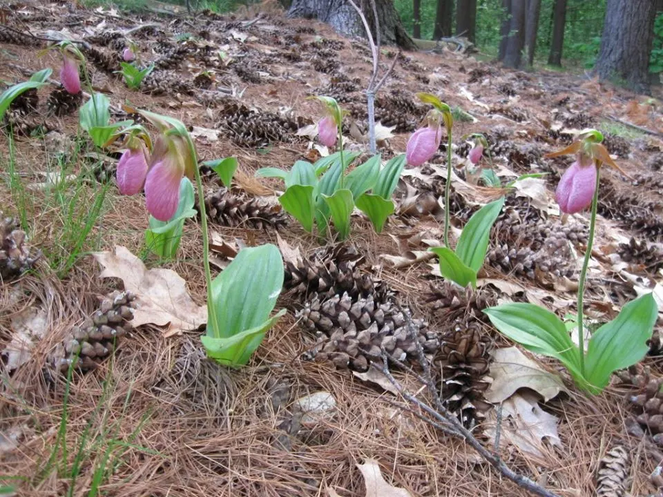 Lady's Slipper, Slipper Plant (Pedilanthus Macrocarpa) — Thriving in USDA zones 9-11, it prefers full sun to partial shade and well-draining soil, image 30