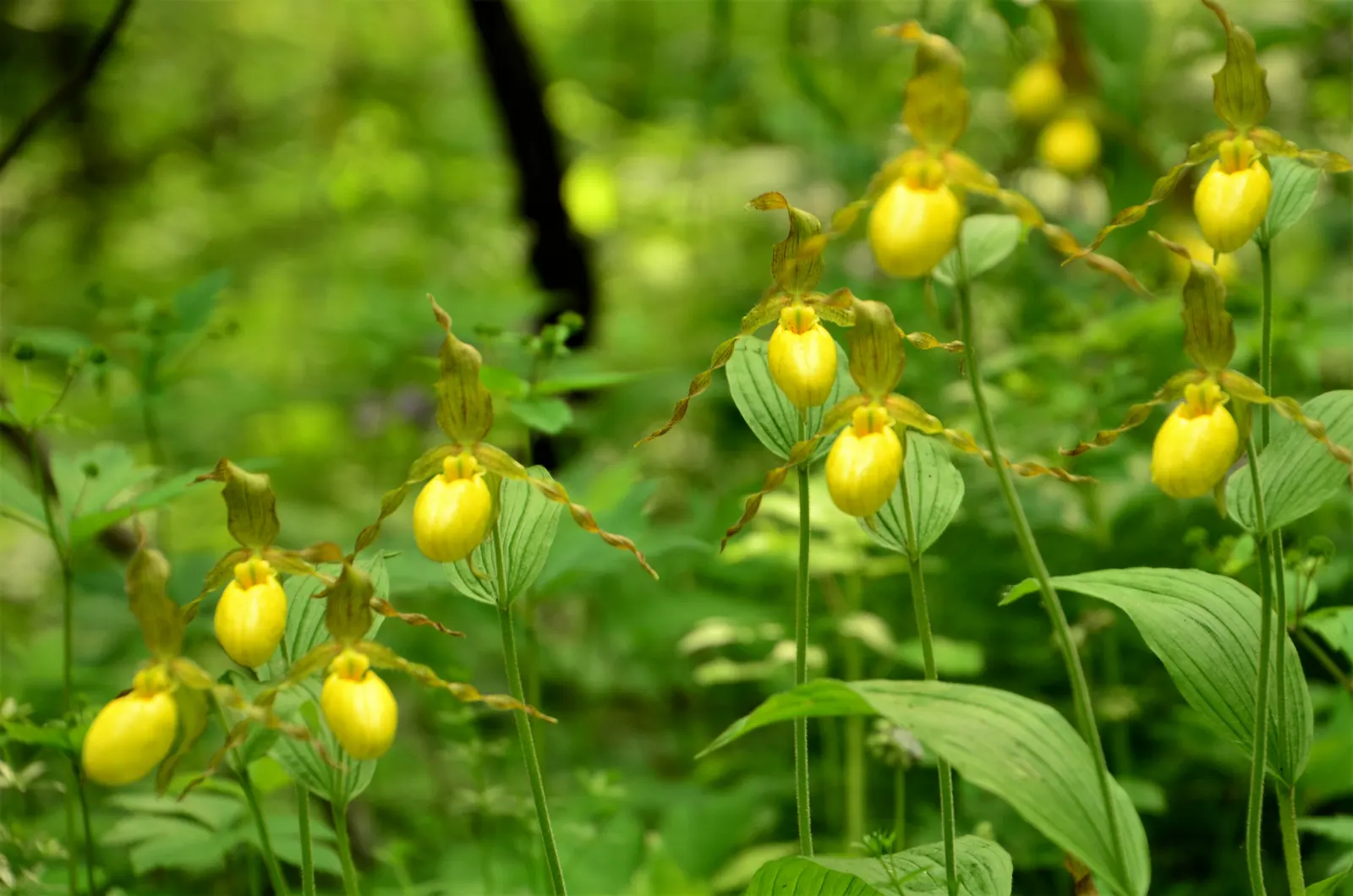 Lady's Slipper, Slipper Plant (Pedilanthus Macrocarpa) — providing a striking vertical element in garden compositions; scientifically known as, image 94