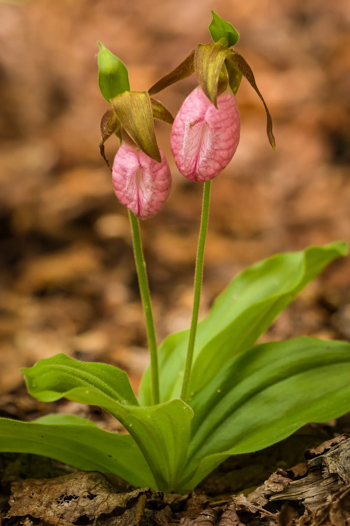 Lady's Slipper, Slipper Plant (Pedilanthus Macrocarpa) — and well-draining soil is imperative to prevent root rot; its curved, slipper-shaped green pods and