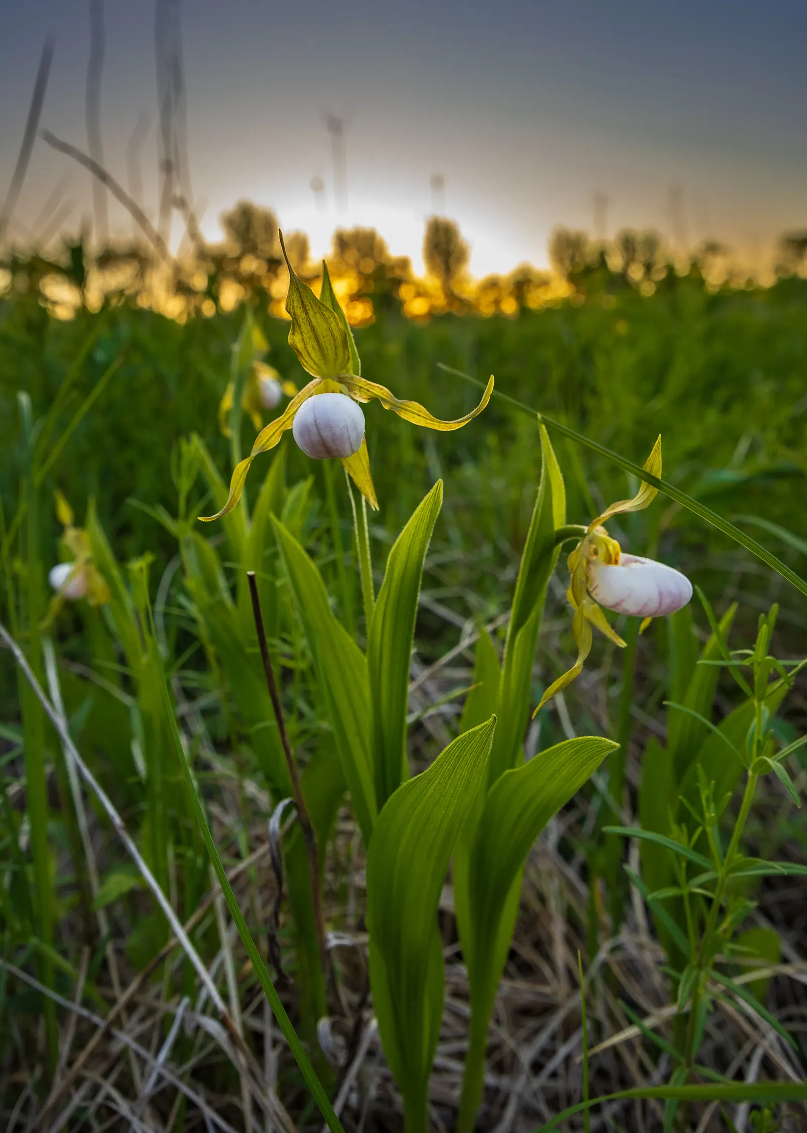 Lady's Slipper, Slipper Plant (Pedilanthus Macrocarpa) — zig-zagging stems that possess a rich green hue; succulent for full or half