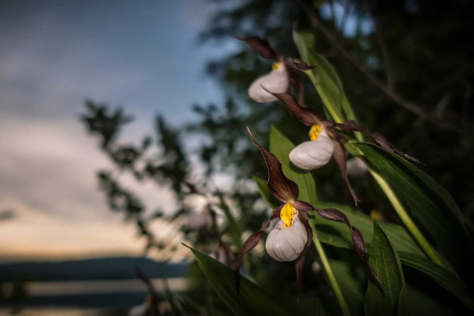 Lady's Slipper, Slipper Plant (Pedilanthus Macrocarpa) — scientifically known as Pedilanthus macrocarpa; it requires a position in full sun, image 88