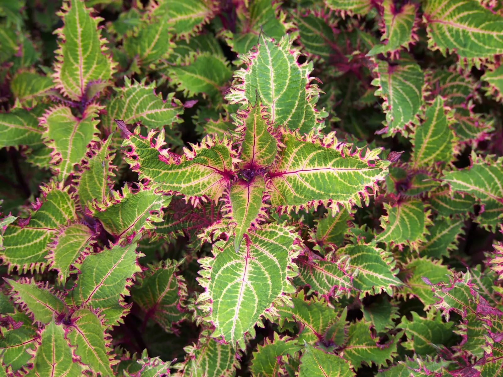 Coleus 'Peter's Wonder' (Solenostemon 'Peter's Wonder') — eye-catching foliage plant featuring a kaleidoscopic blend of green